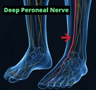 Foot nerve anatomy illustration