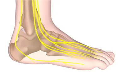 Diagram showing foot nerves